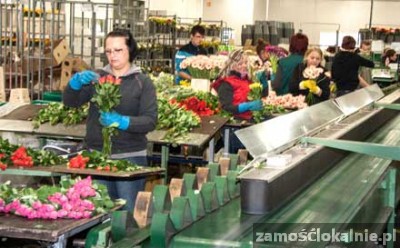 Pakowacz bukietów kwiatowych Holandia