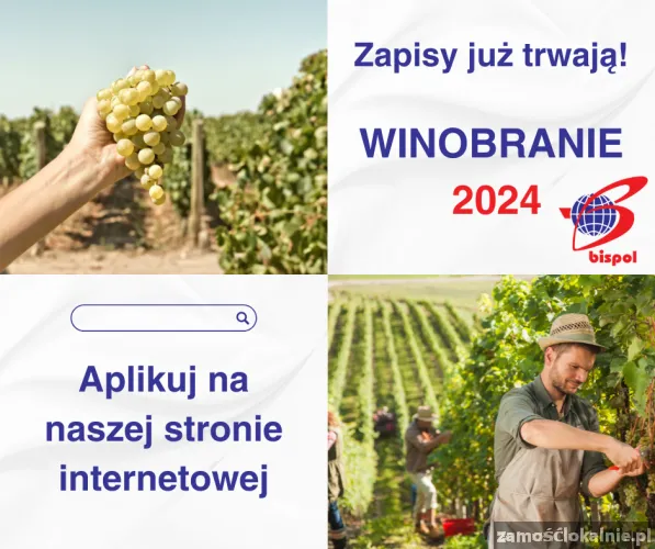 Winobranie 2024