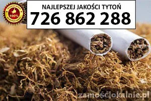 Znakomitej jakości TYTOŃ 80PLN/1KG